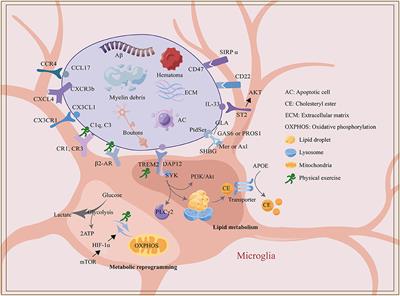 Regulation of microglia phagocytosis and potential involvement of exercise